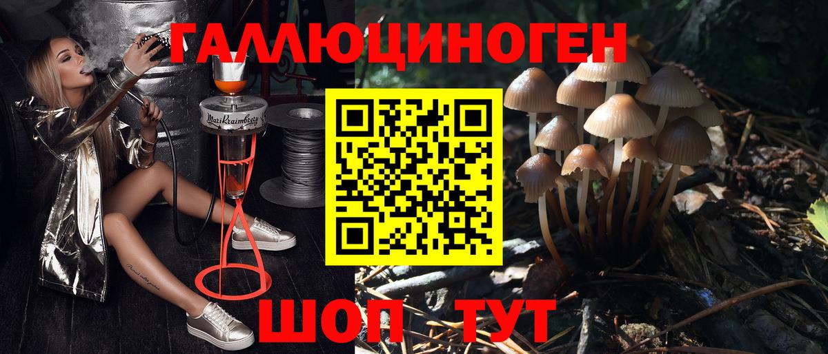 Аргун  Галлюциногенные грибы Psilocybine cubensis  Вход с VPN 